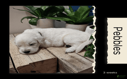 Golden Retriever dogs for sale: Pebbles - Image 2