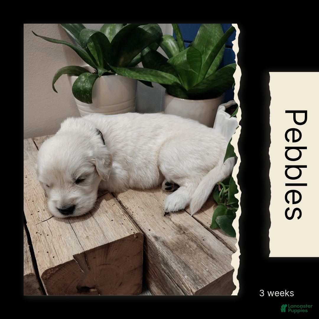 Golden Retriever dogs for sale: Pebbles - Image 2