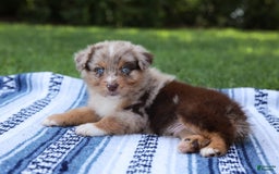 Australian Shepherd dogs for sale: Mikey - Image 15