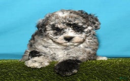 Bichpoo dogs for sale: Minnie - Image 7