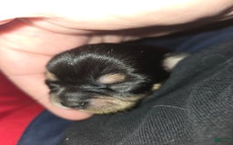 Chihuahua dogs for sale: Black/tan Girl - Image 3