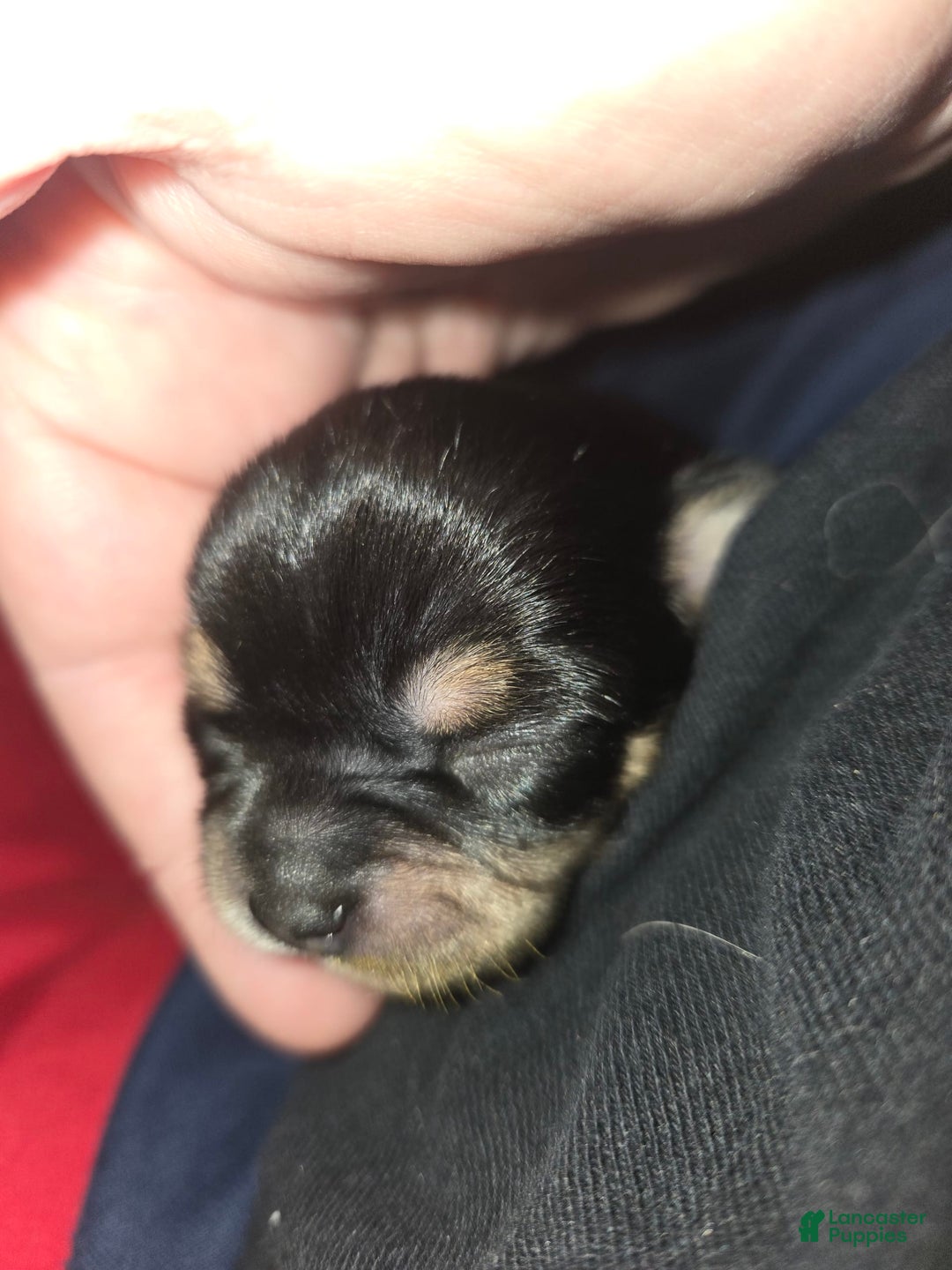 Chihuahua dogs for sale: Black/tan Girl - Image 3