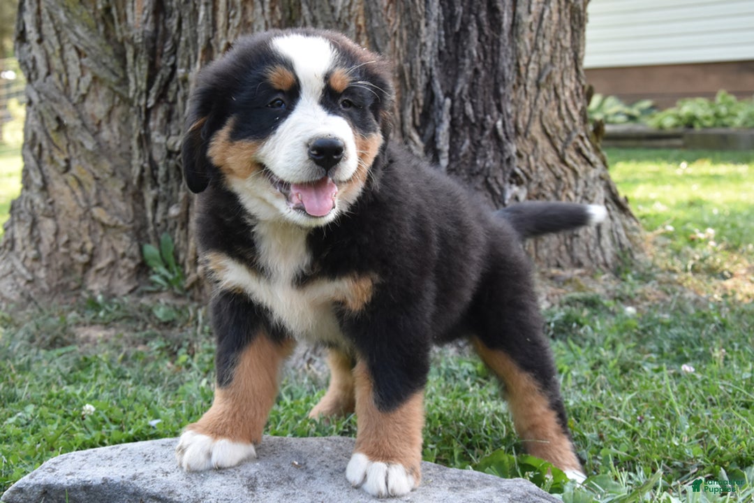 Bernese Mountain Dog dogs for sale: Reggie - Image 2