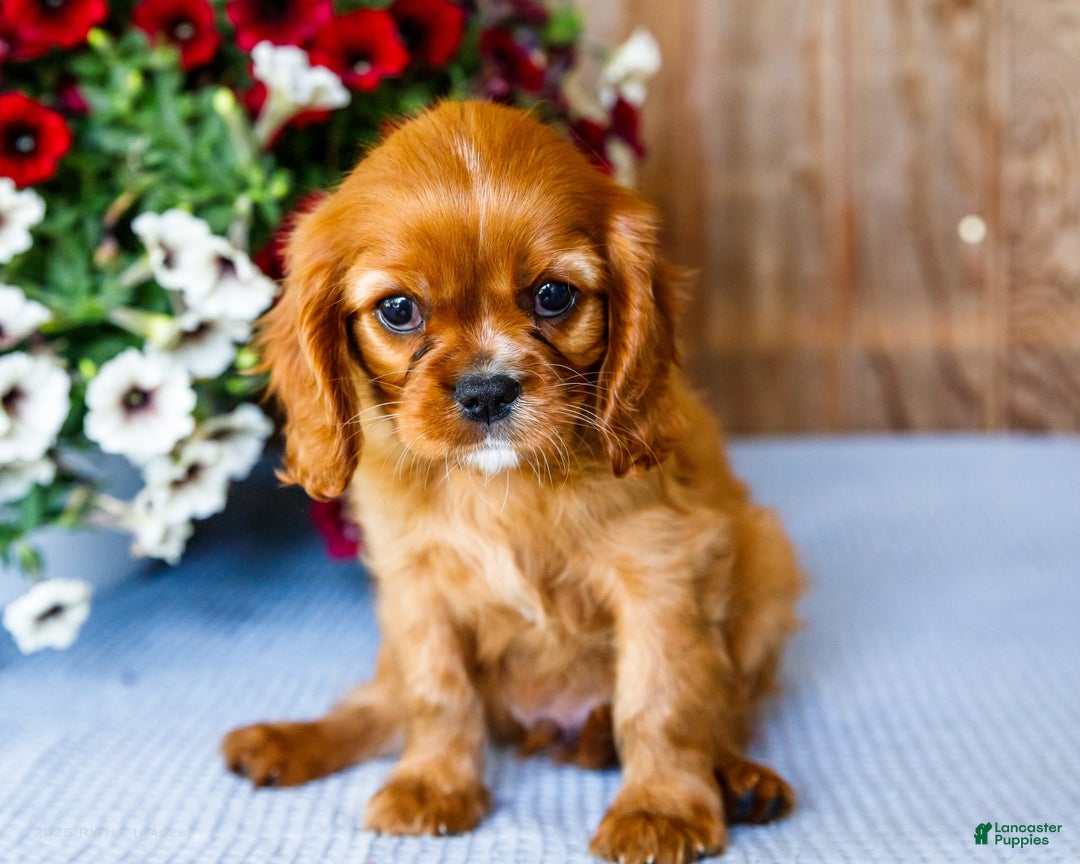 Cavalier King Charles Spaniel dogs for sale: Logan - Image 10