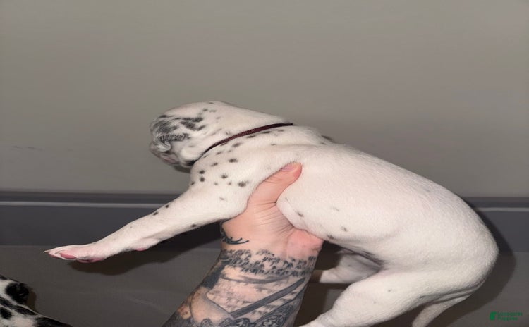 Dalmatian dogs for sale - Ad 2