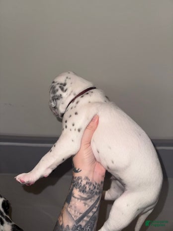 Dalmatian dogs for sale - Ad 2
