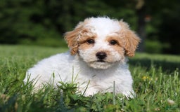 Bichpoo dogs for sale: Nick - Image 6