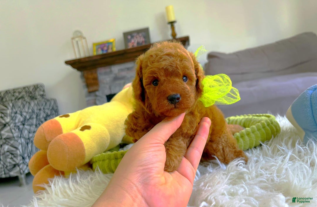 Toy Poodle dogs for sale: Jack - Image 4