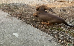 Miniature Dachshund dogs for sale: Jesse - Image 2