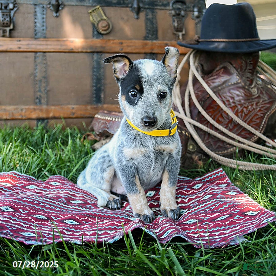 Australian Cattle Dog dogs for sale: Clover - Image 3