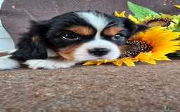 Cavalier King Charles Spaniel dogs for sale: Dane Small Tri Colored Male - Image 1