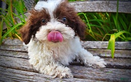 Havapoo dogs for sale: Bella - Image 4