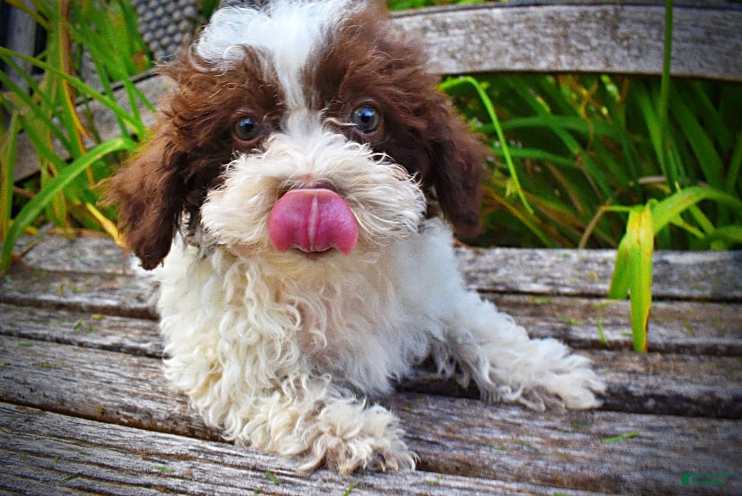 Havapoo dogs for sale: Bella - Image 4