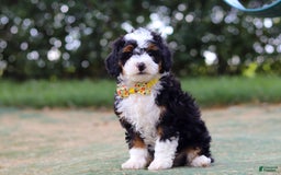 Mini Bernedoodle dogs for sale: Apollo - Image 5