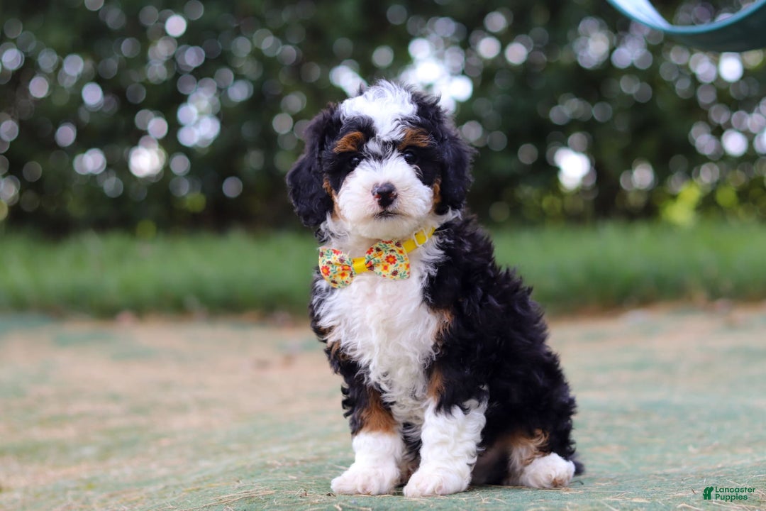 Mini Bernedoodle dogs for sale: Apollo - Image 5
