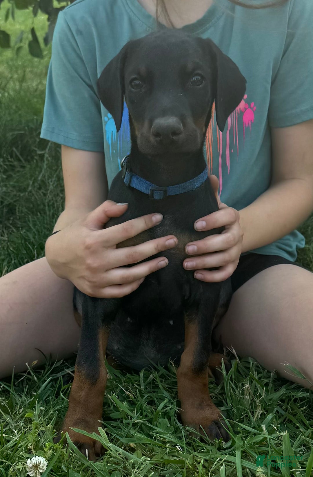 Doberman Pinscher dogs for sale: Mr. Blue - Image 1