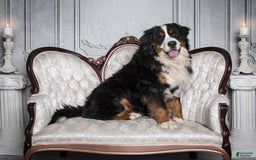 Bernese Mountain Dog dogs for sale: Violet - Image 8