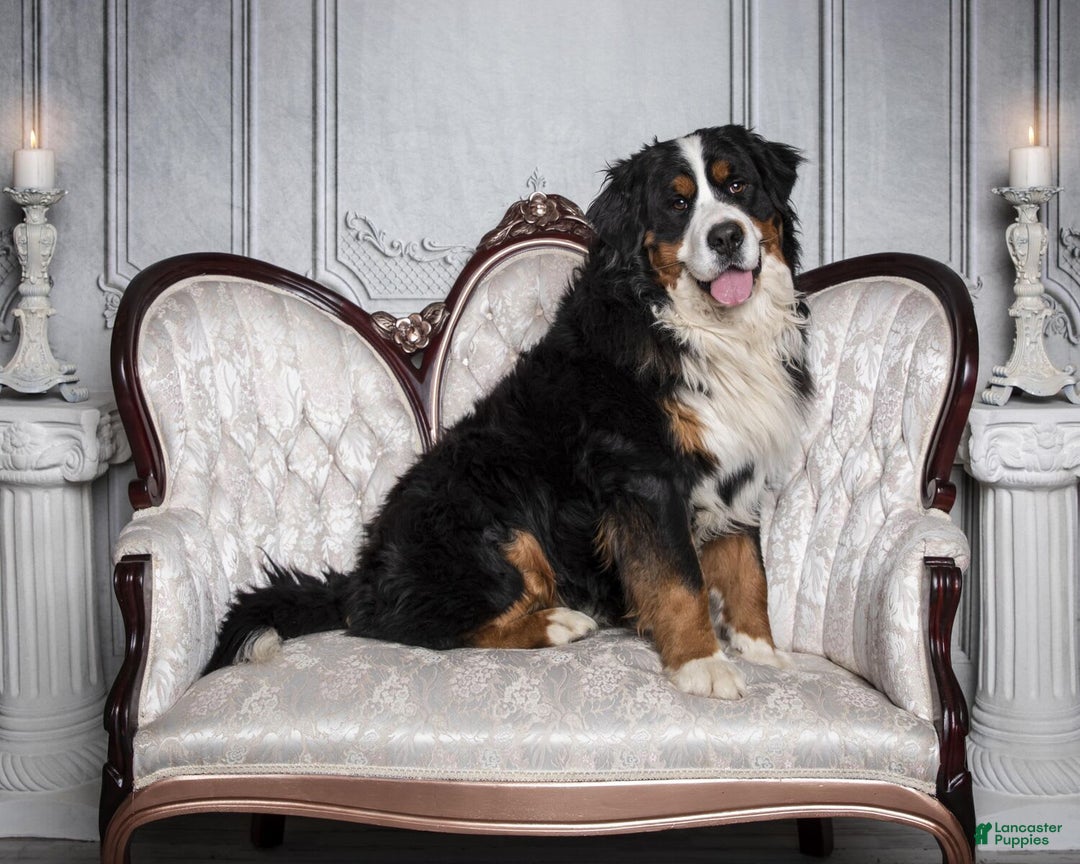 Bernese Mountain Dog dogs for sale: Violet - Image 8