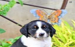 English Springer Spaniel dogs for sale: Lee - Image 2