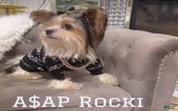 Yorkshire Terrier dogs for sale: Pat - Image 3