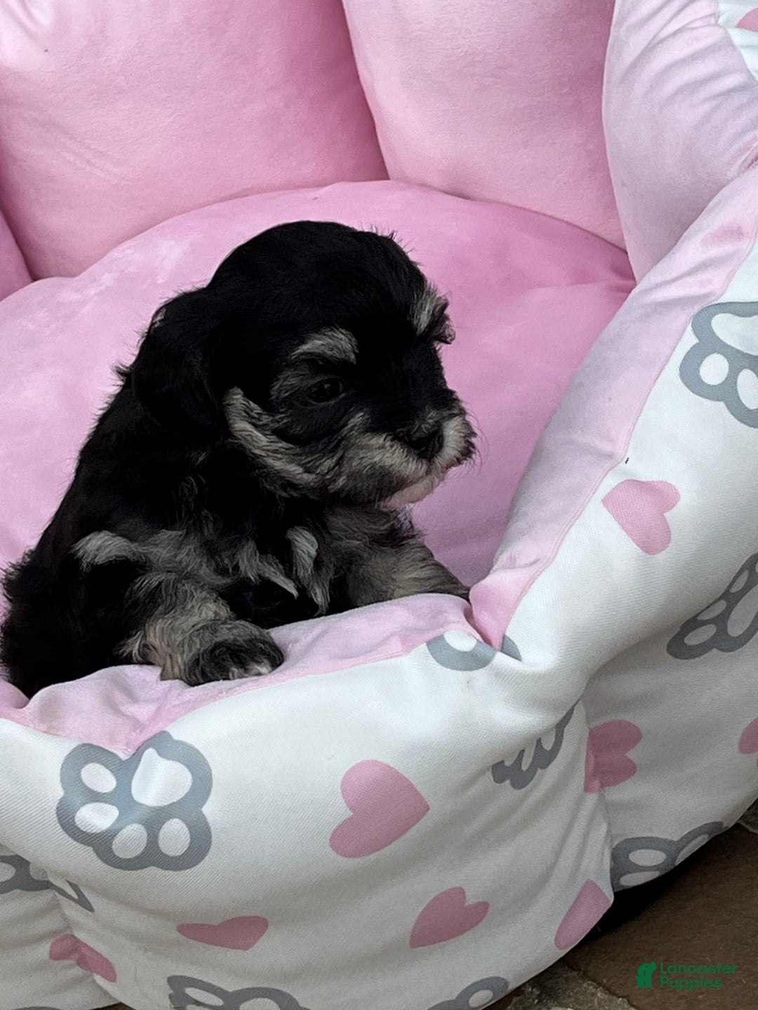 Maltipoo dogs for sale: Precious - Image 2