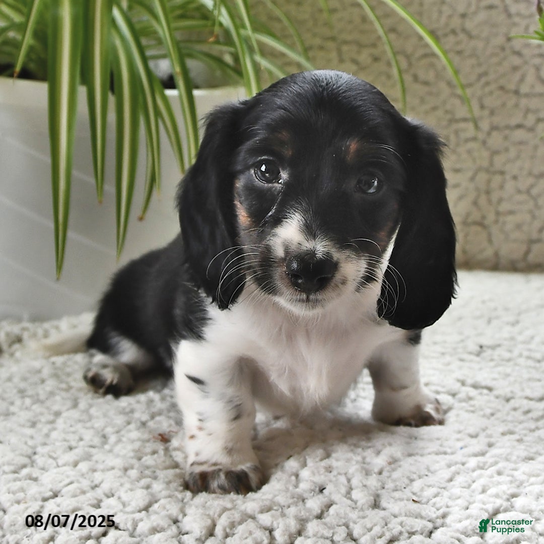 Miniature Dachshund dogs for sale: Laddie - Image 4
