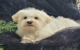 Maltese dogs for sale: Cloud - Image 4