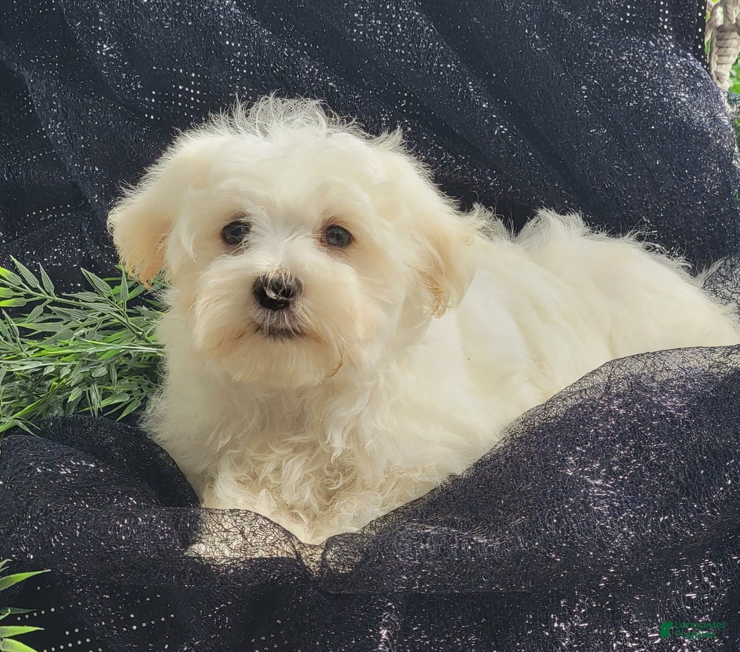Maltese dogs for sale: Cloud - Image 4