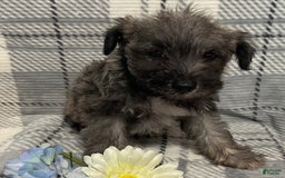 Miniature Schnauzer dogs for sale: Hunter - Image 3