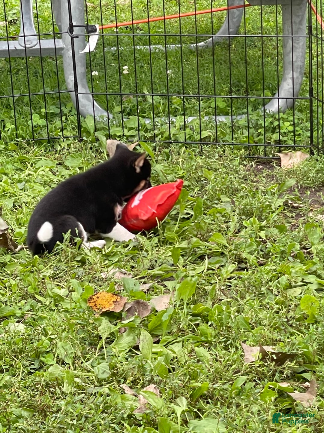 Shiba Inu dogs for sale: Coco Bean - Image 3