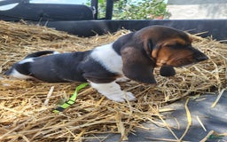 Basset Hound dogs for sale: Rose - Image 4