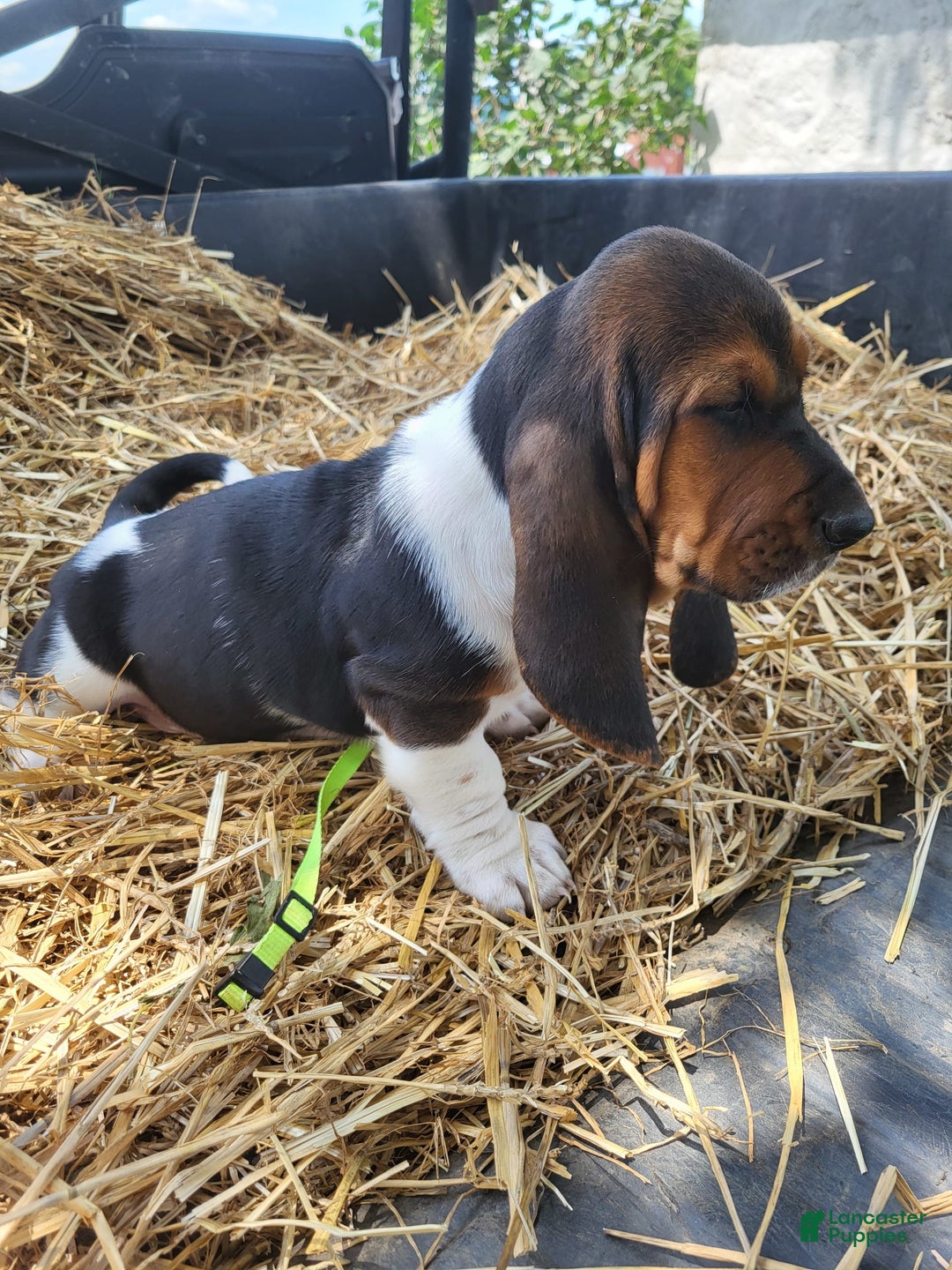 Basset Hound dogs for sale: Rose - Image 4