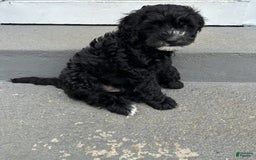 Portuguese Water Dog dogs for sale: Oliver - Image 1