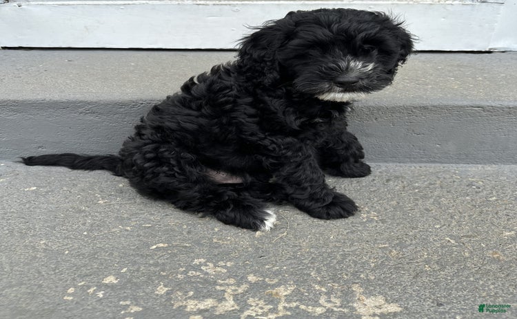 Portuguese Water Dog dogs for sale - Ad 2