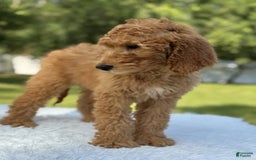 Goldendoodle dogs for sale: Bingo - Image 8