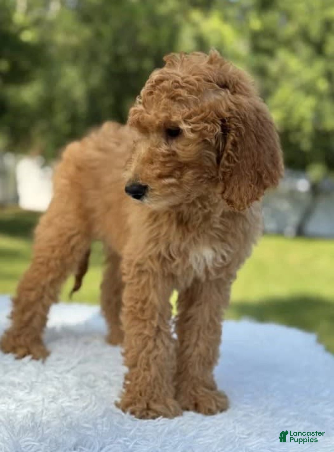 Goldendoodle dogs for sale: Bingo - Image 8