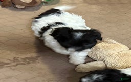 Shihpoo dogs for sale: Ollie - Image 3