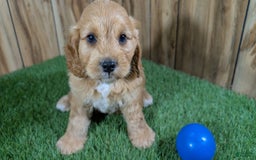 Cavapoo dogs for sale: Sprinkles Boy 2 - Image 4