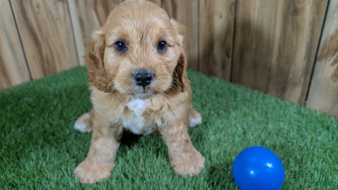 Cavapoo dogs for sale: Sprinkles Boy 2 - Image 4