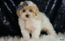 Maltipoo dogs for sale: Orly - Image 5