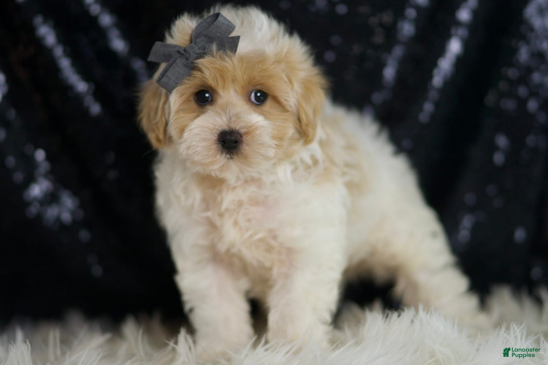 Maltipoo dogs for sale: Orly - Image 5