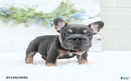 French Bulldog dogs for sale: Barb - Image 3
