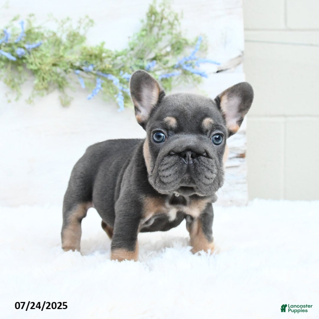 French Bulldog dogs for sale: Barb - Image 3