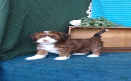 Havanese dogs for sale: Lilly - Image 6