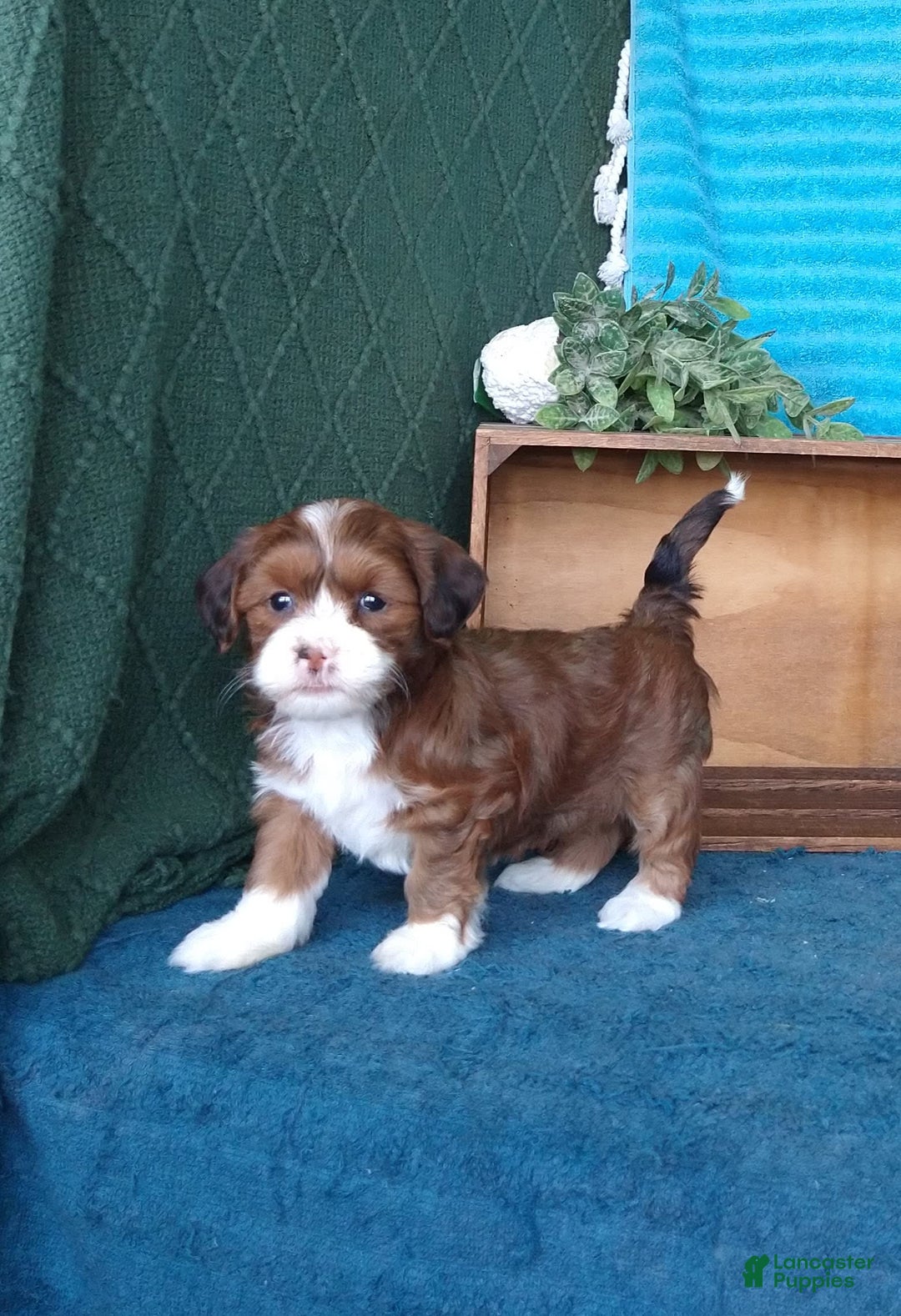 Havanese dogs for sale: Lilly - Image 6