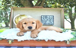 Golden Retriever dogs for sale: Alec - Image 10