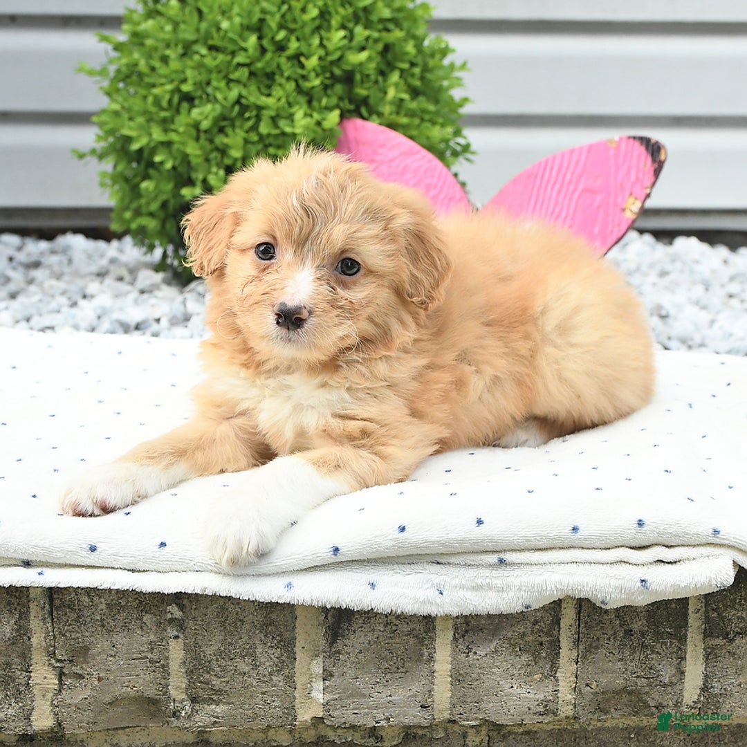 Pomeranian dogs for sale: Pomeranian 9 puppies - Image 6