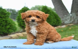 Bichpoo dogs for sale: Apollo - Image 4