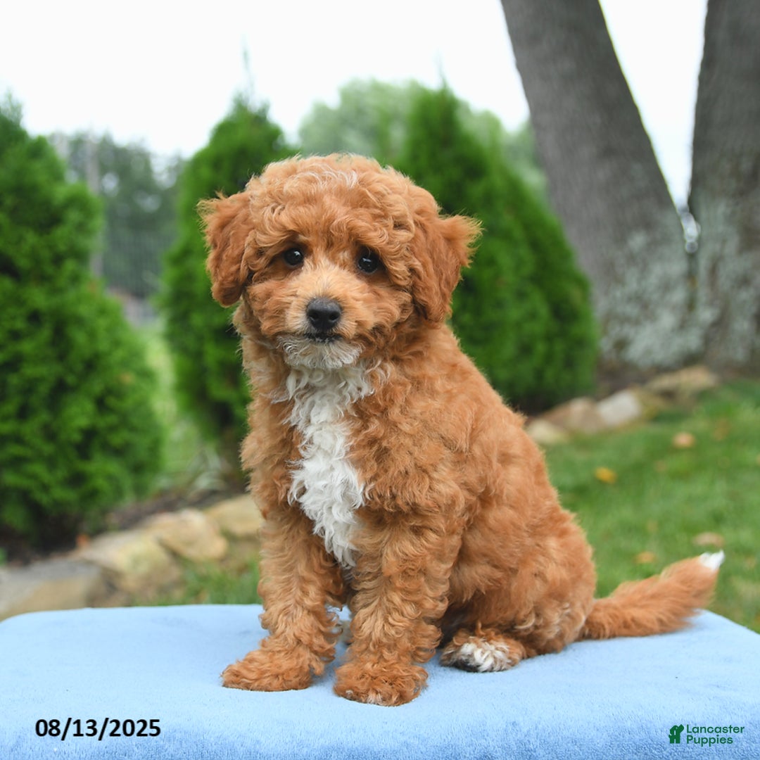 Bichpoo dogs for sale: Apollo - Image 4
