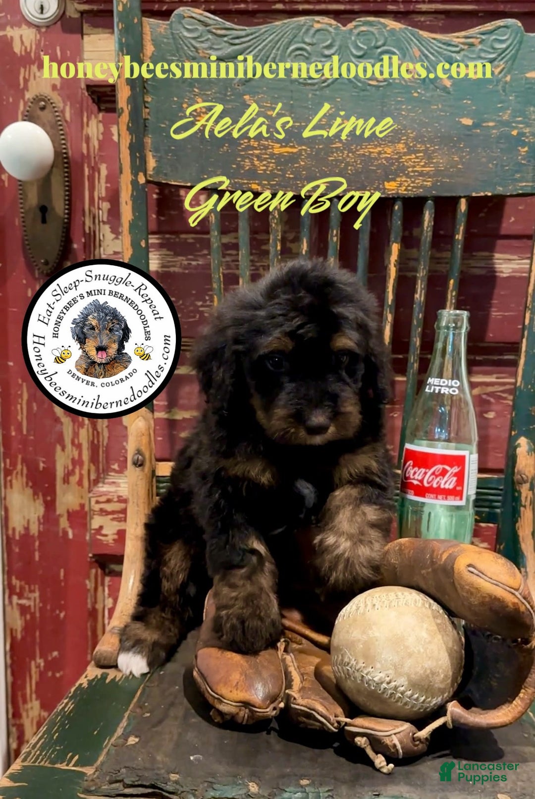 Mini Bernedoodle dogs for sale: Aelas Lime Green Boy - Image 13